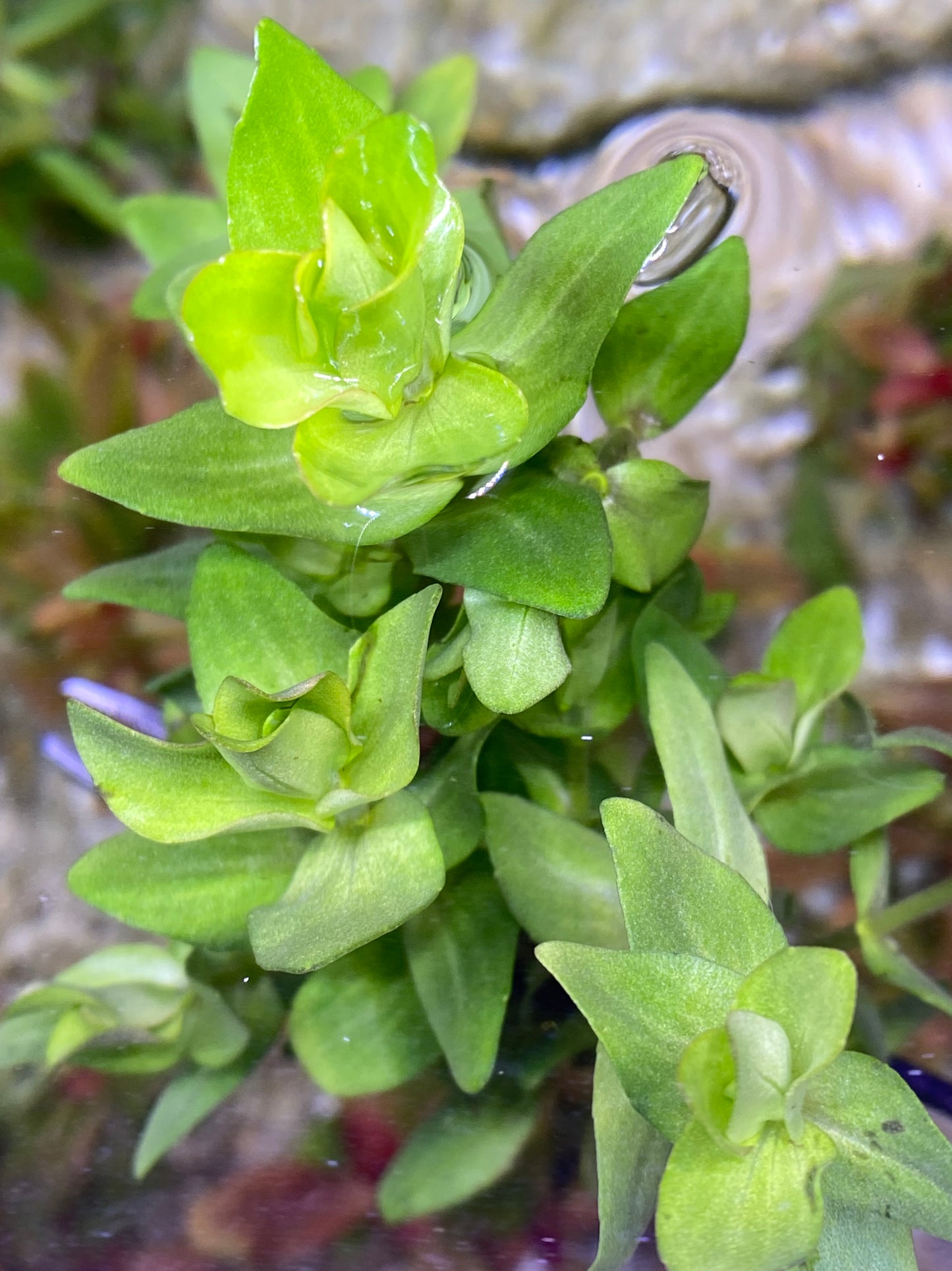 Bacopa caroliniana