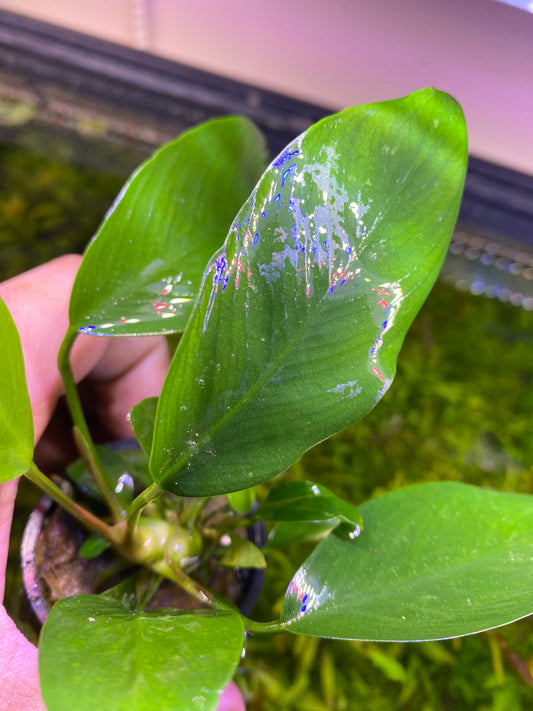Anubias Nancon