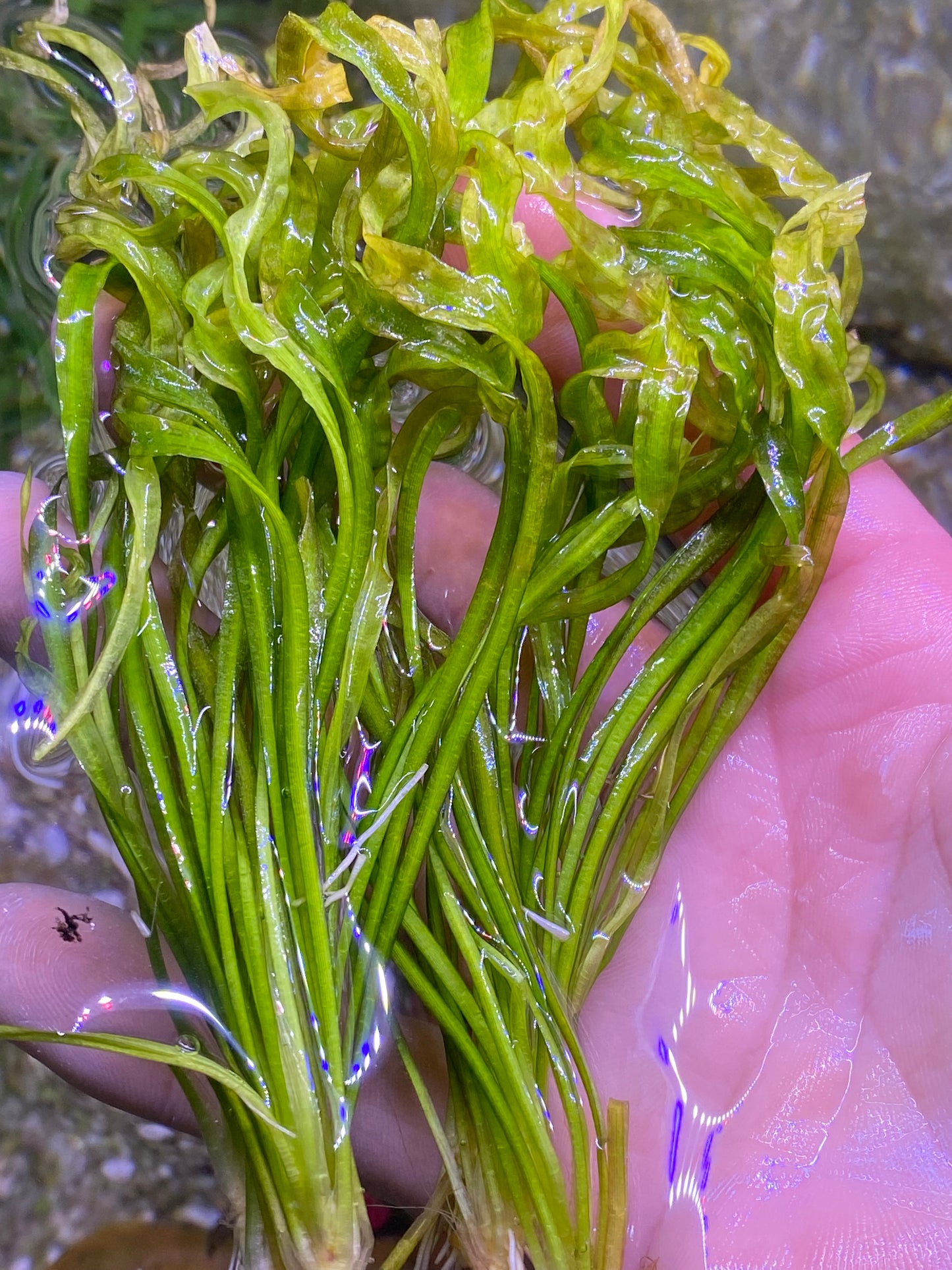 Echinodorus ‘Vesuvius’