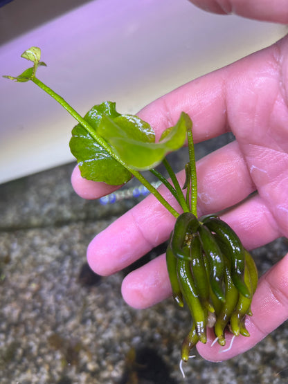 Banana Plant (Nymphoides Aquatica)