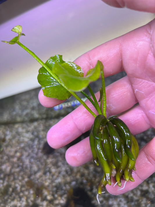 Banana Plant (Nymphoides Aquatica)