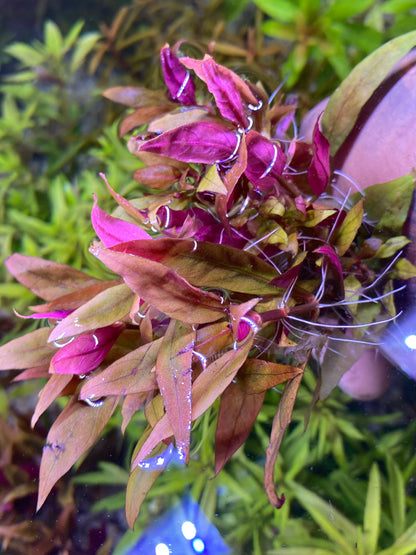 Alternanthera reineckii ‘Lilacina’