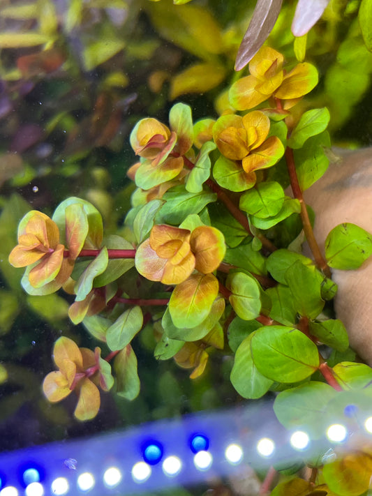 Rotala Macrandra