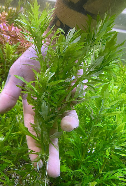 Shrimp Tank Plant Pack