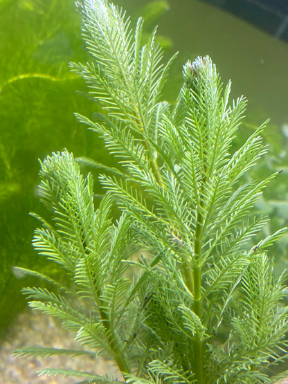 Parrot feather (Myriophyllum Aquaticum)