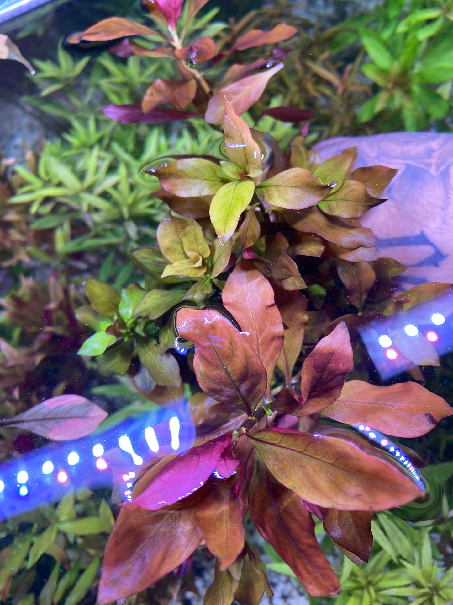 Ludwigia Peruensis Var. Diamond