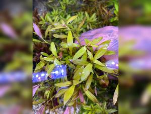 Ludwigia Repens Narrow Leaf