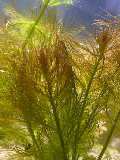 Parrot feather (Myriophyllum Aquaticum)