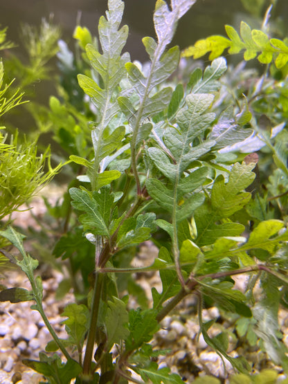 Hygrophila pinnatifida