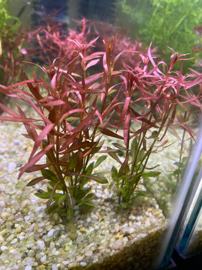 Ludwigia Arcuata