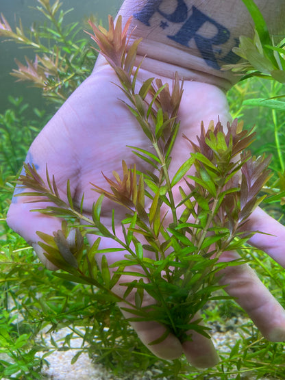 Rotala Rotundifolia “Mini pink”