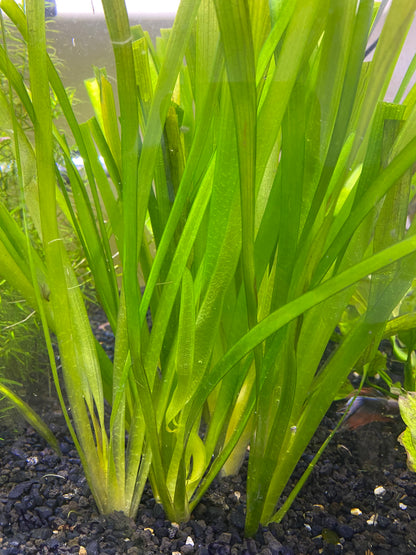 “Giant” Jungle Vallisneria