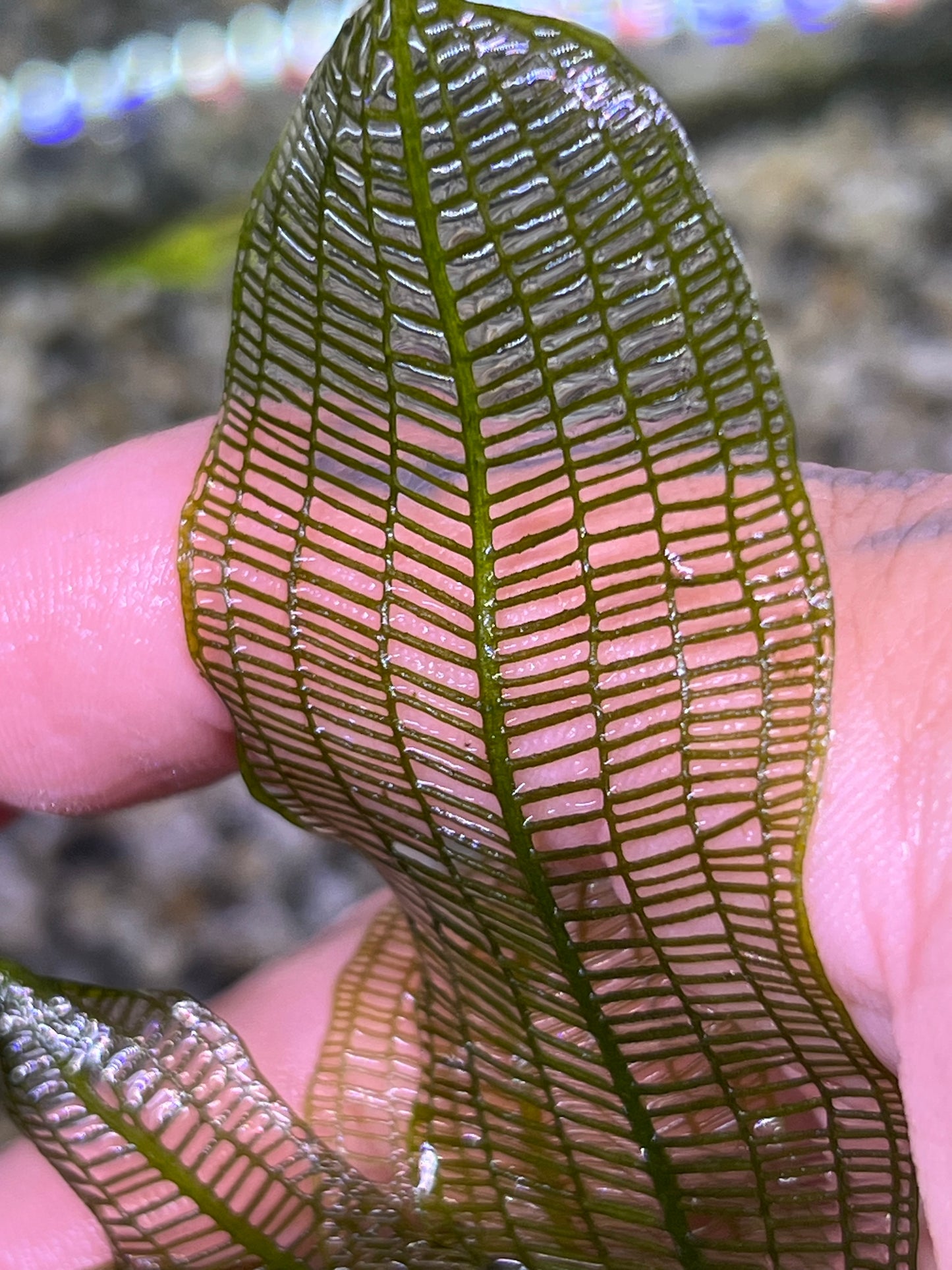 Madagascar Lace leaf(aponogeton madagascariensis)