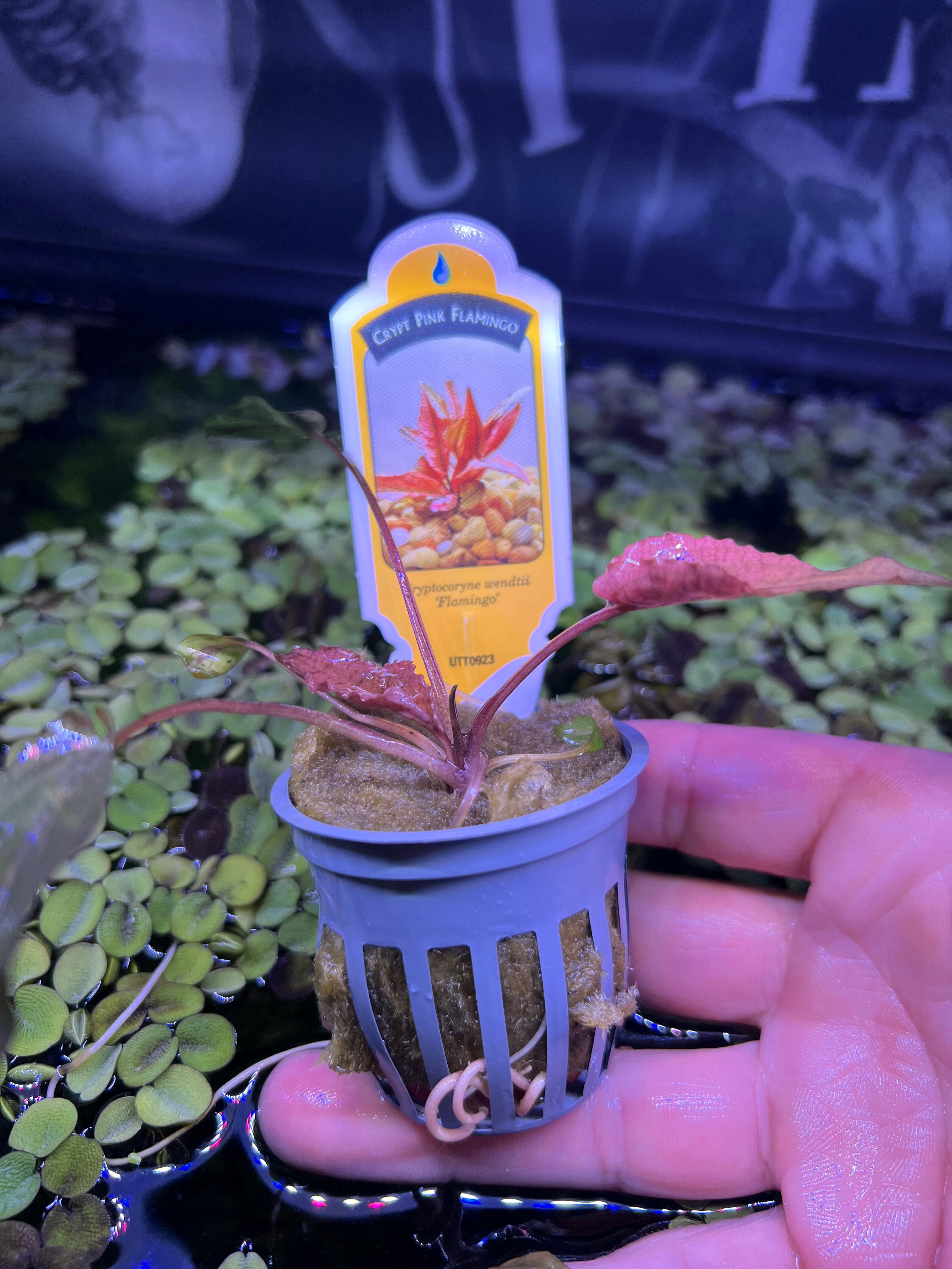 Crypt “pink flamingo” – Aqua Planteria