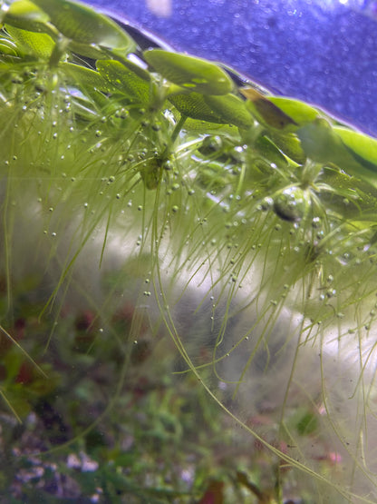 Frogbit Floaters