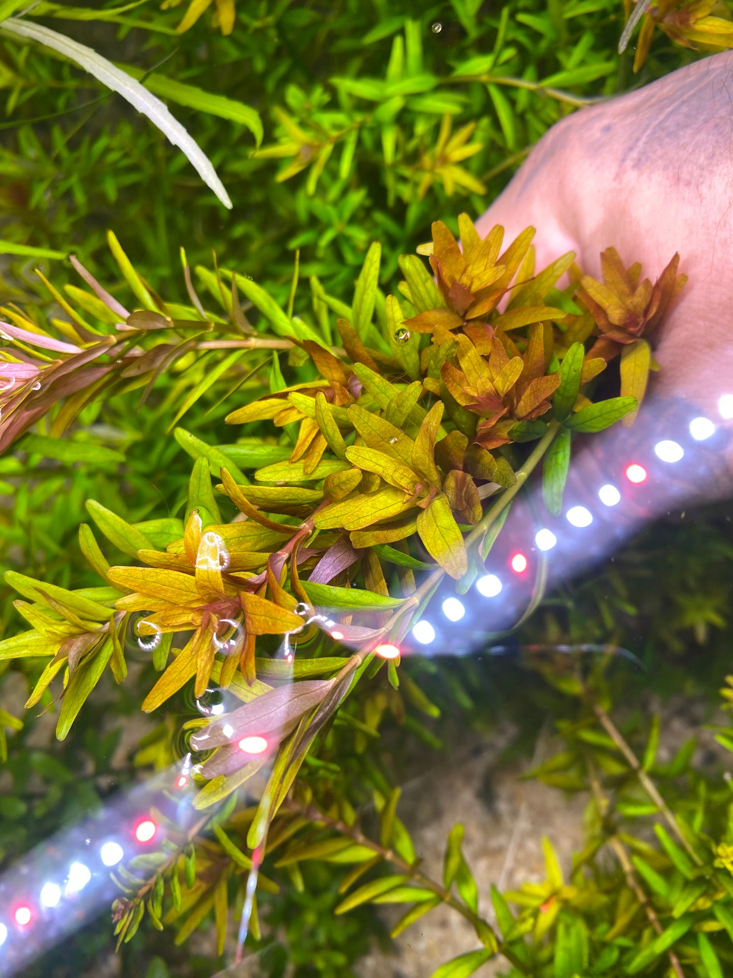 Rotala Rotundifolia “Mini pink”