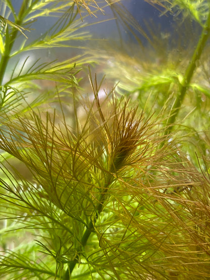 Parrot feather (Myriophyllum Aquaticum)