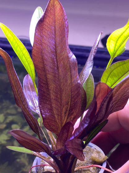 Echinodorus “ fancy twist”