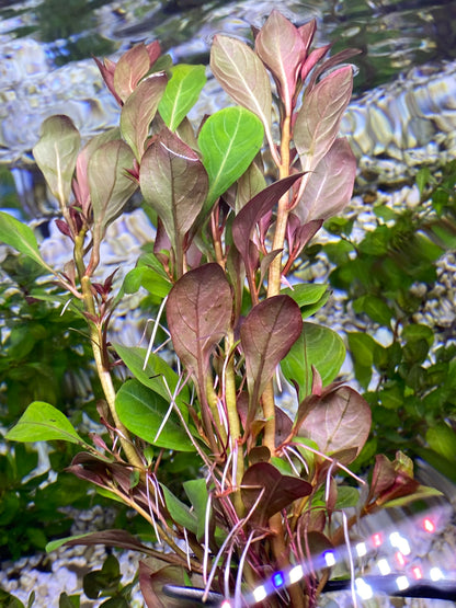 Ludwigia Repens  sp.”Dark Red”