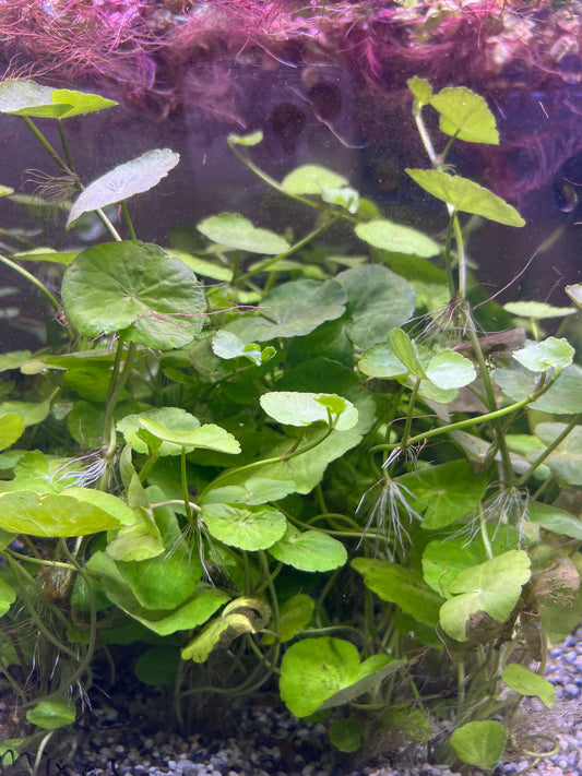 Brazilian pennywort