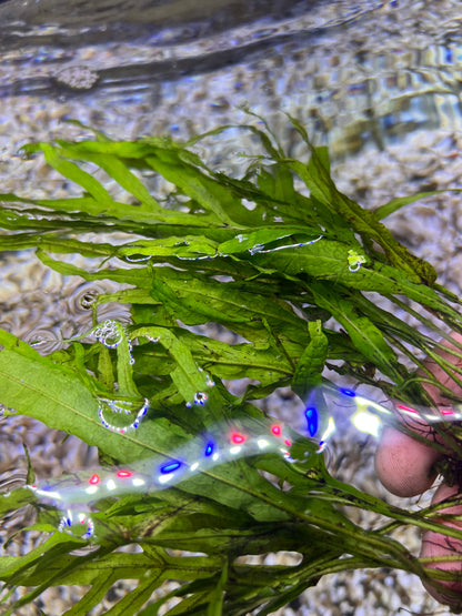 Trident fern
