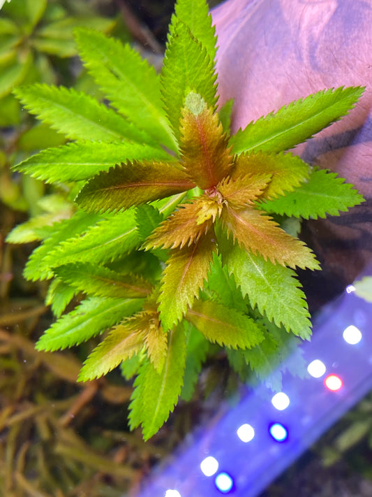 Mermaid Weed