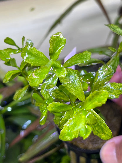 Variegated Moneywort (Potted)