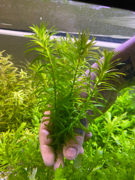 Anacharis Elodea