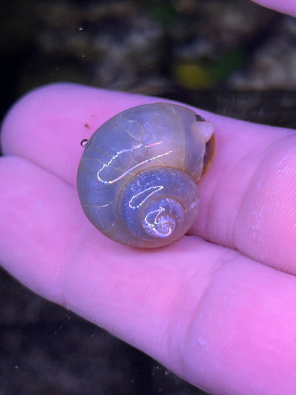 Assorted Mystery Snails!