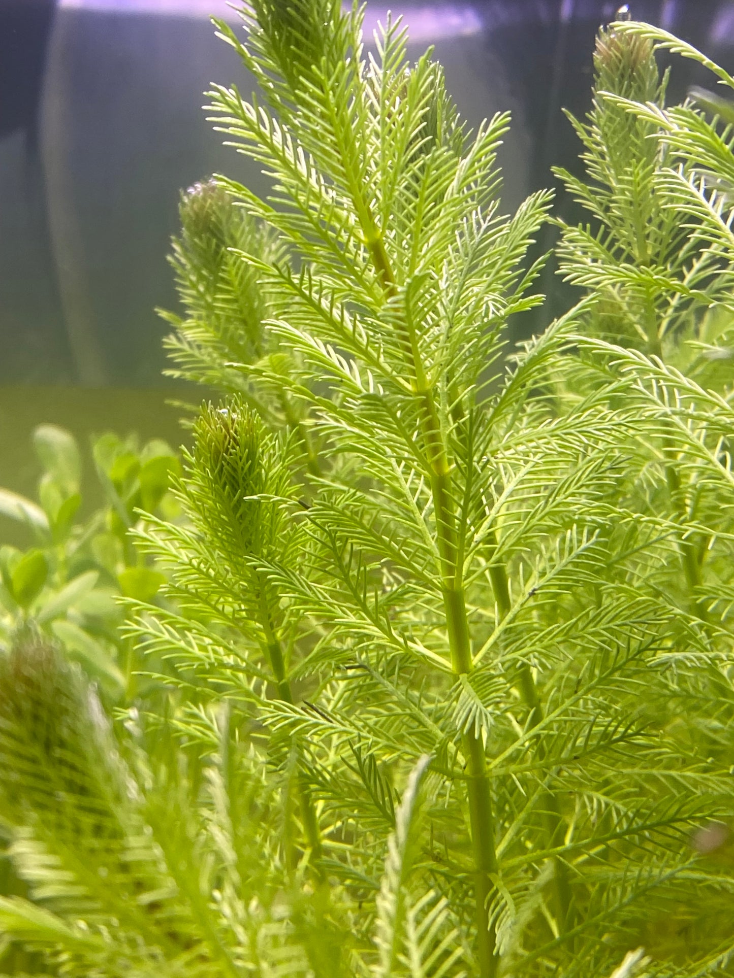 Parrot feather (Myriophyllum Aquaticum)