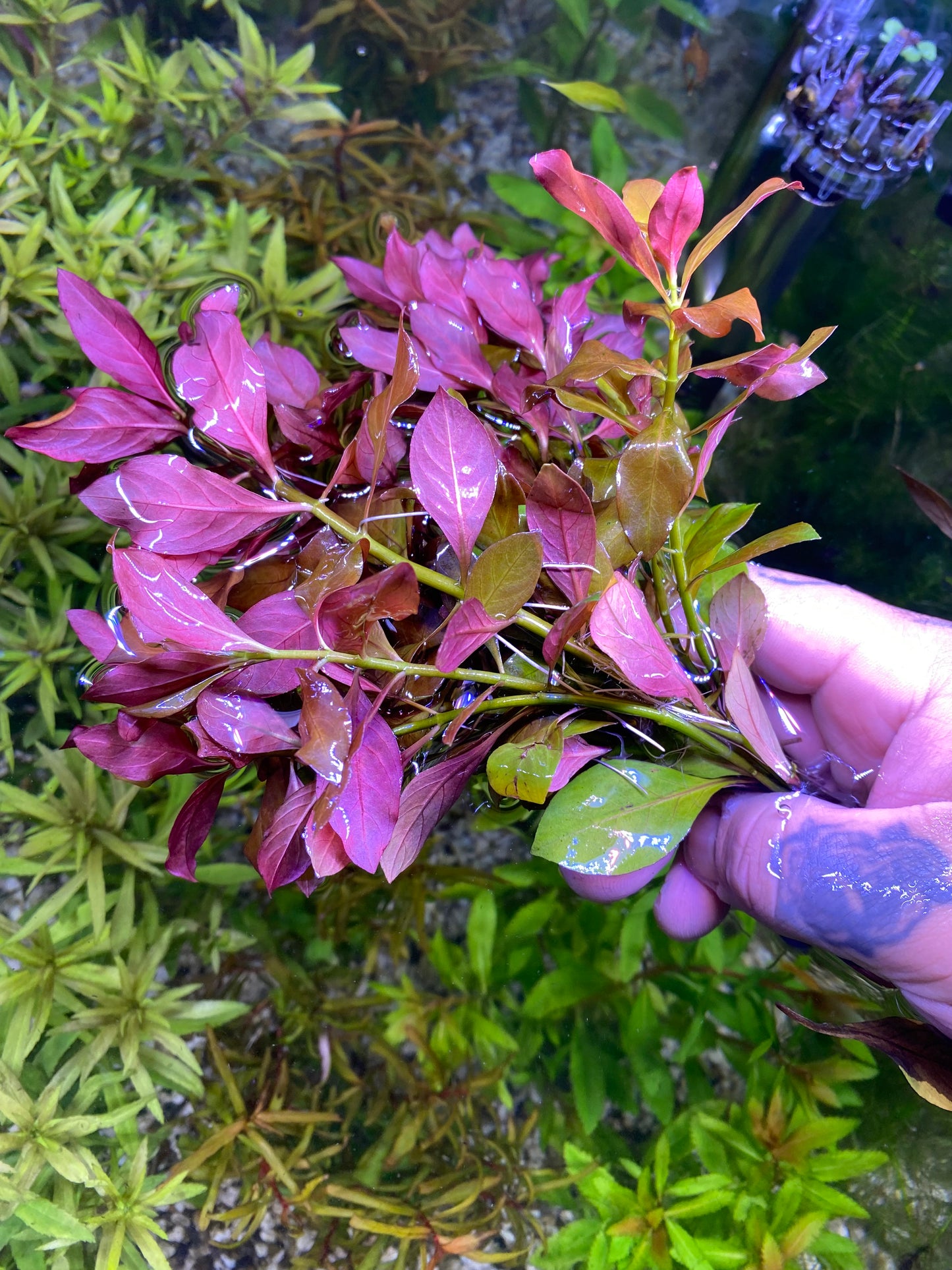 Ludwigia Peruensis Var. Diamond