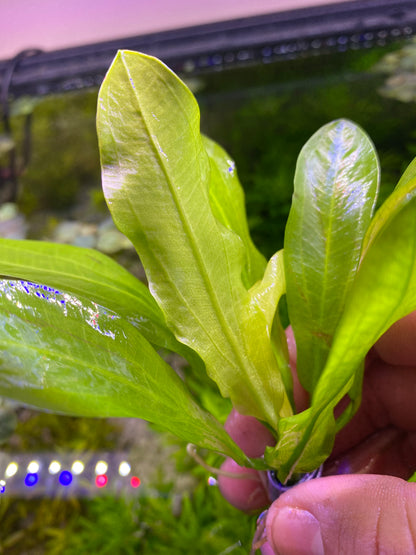 Echinodorus Major; Ruffle sword