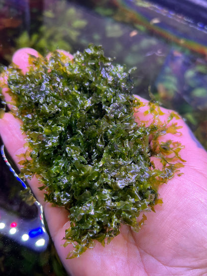Pellia moss( Monosolenium tenerum)