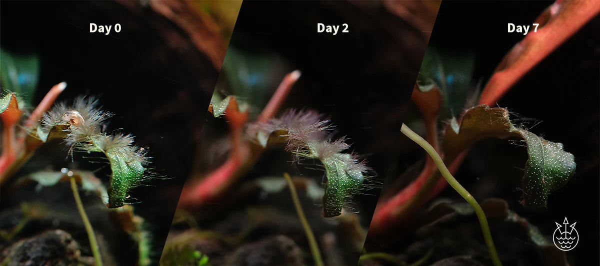 2Hr Aquarist APT Fix