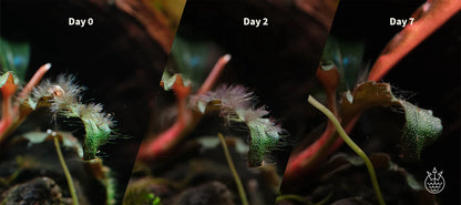 2Hr Aquarist APT Fix