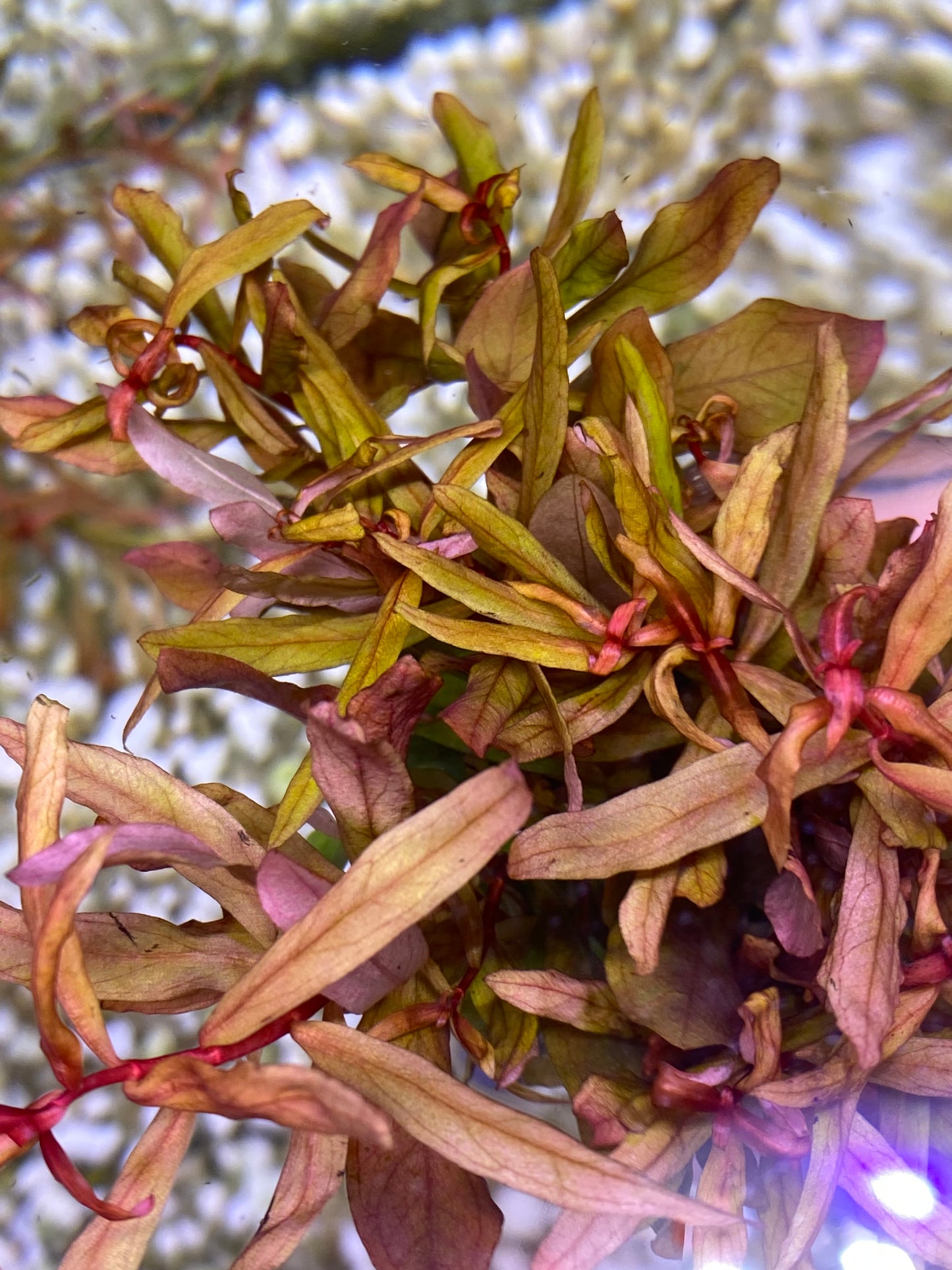 Ammannia Gracilis