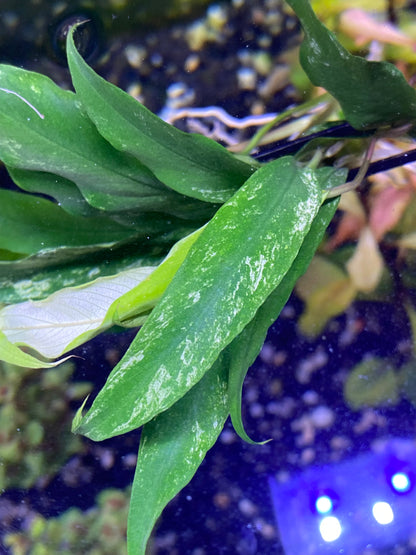 Anubias minima variegated