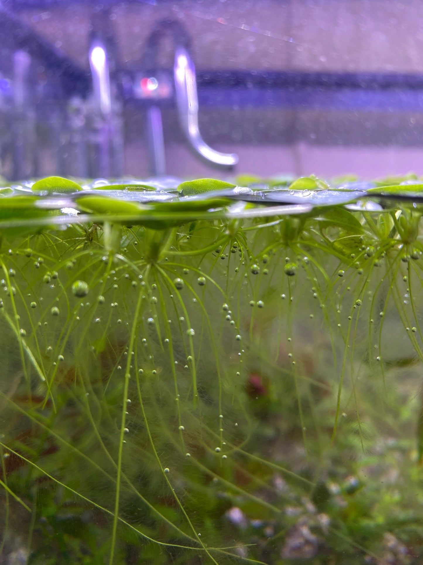 Frogbit Floaters