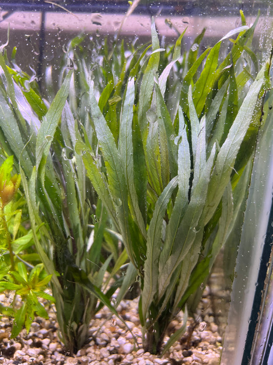 Hygrophilia lacustris