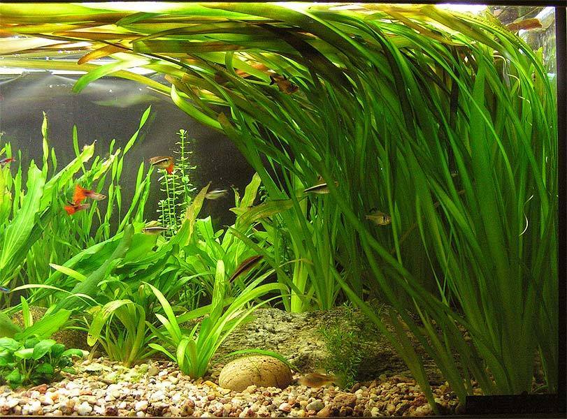 “Giant” Jungle Vallisneria