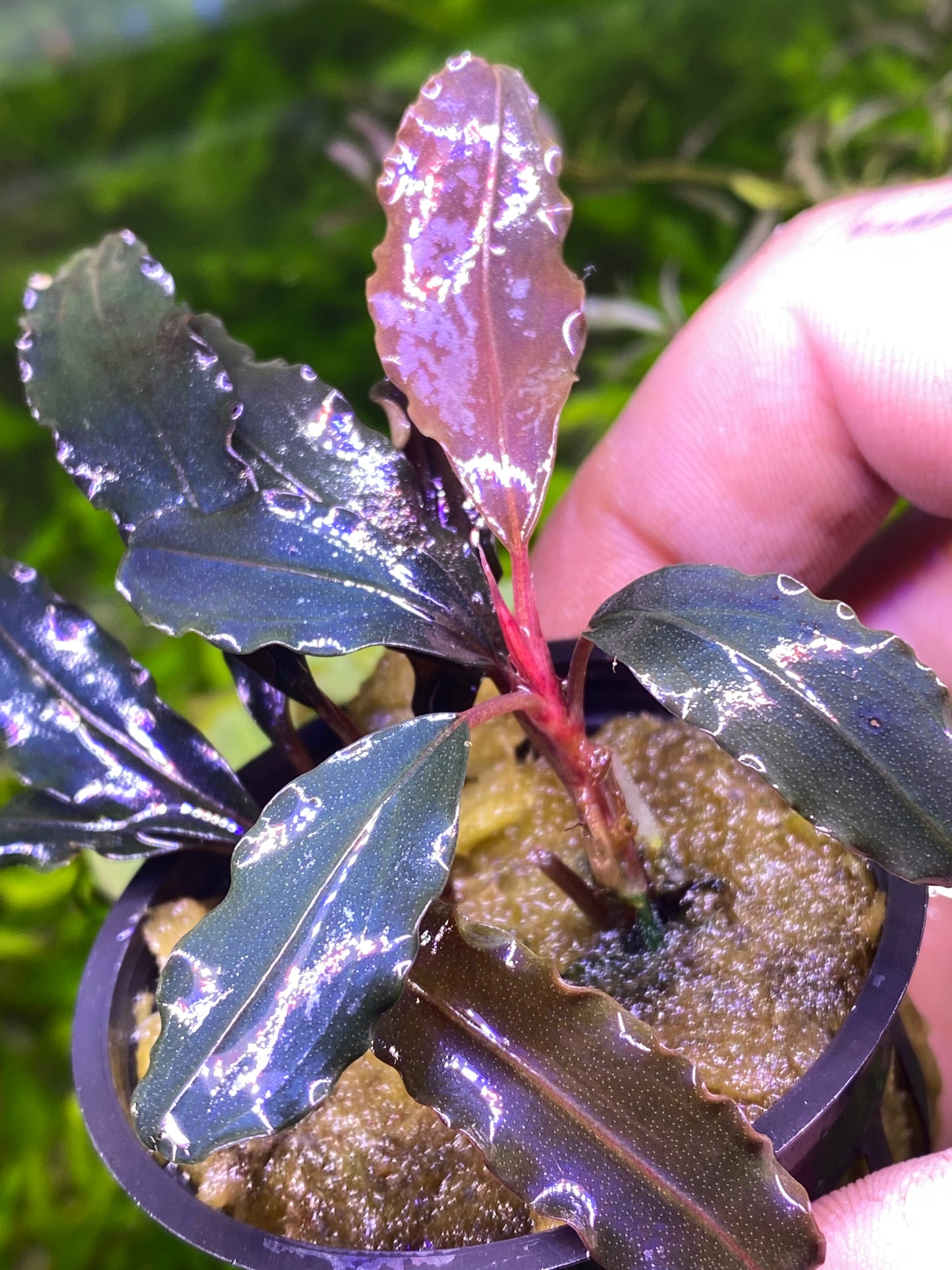 Bucephalandra Godzilla