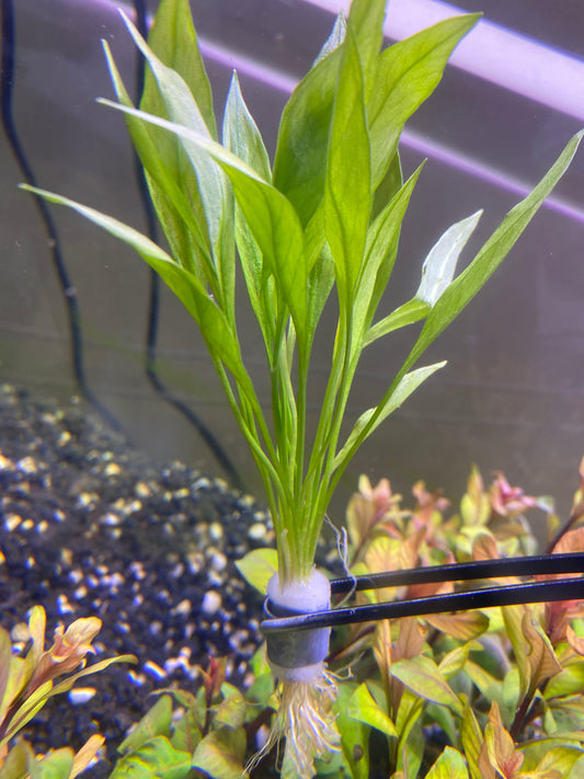 Helanthium ‘Quadricostatus'