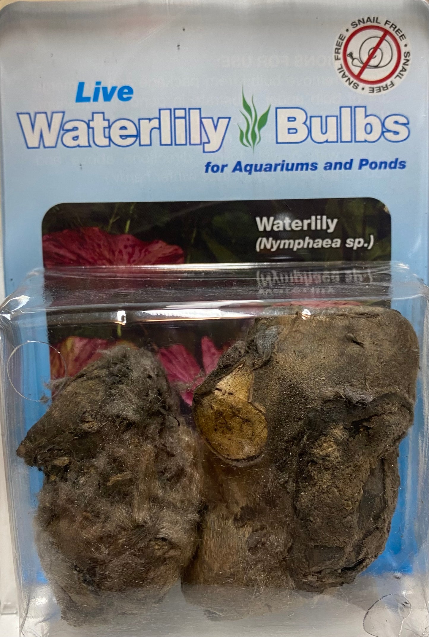 WaterLily bulbs(Green Tiger Lotus)