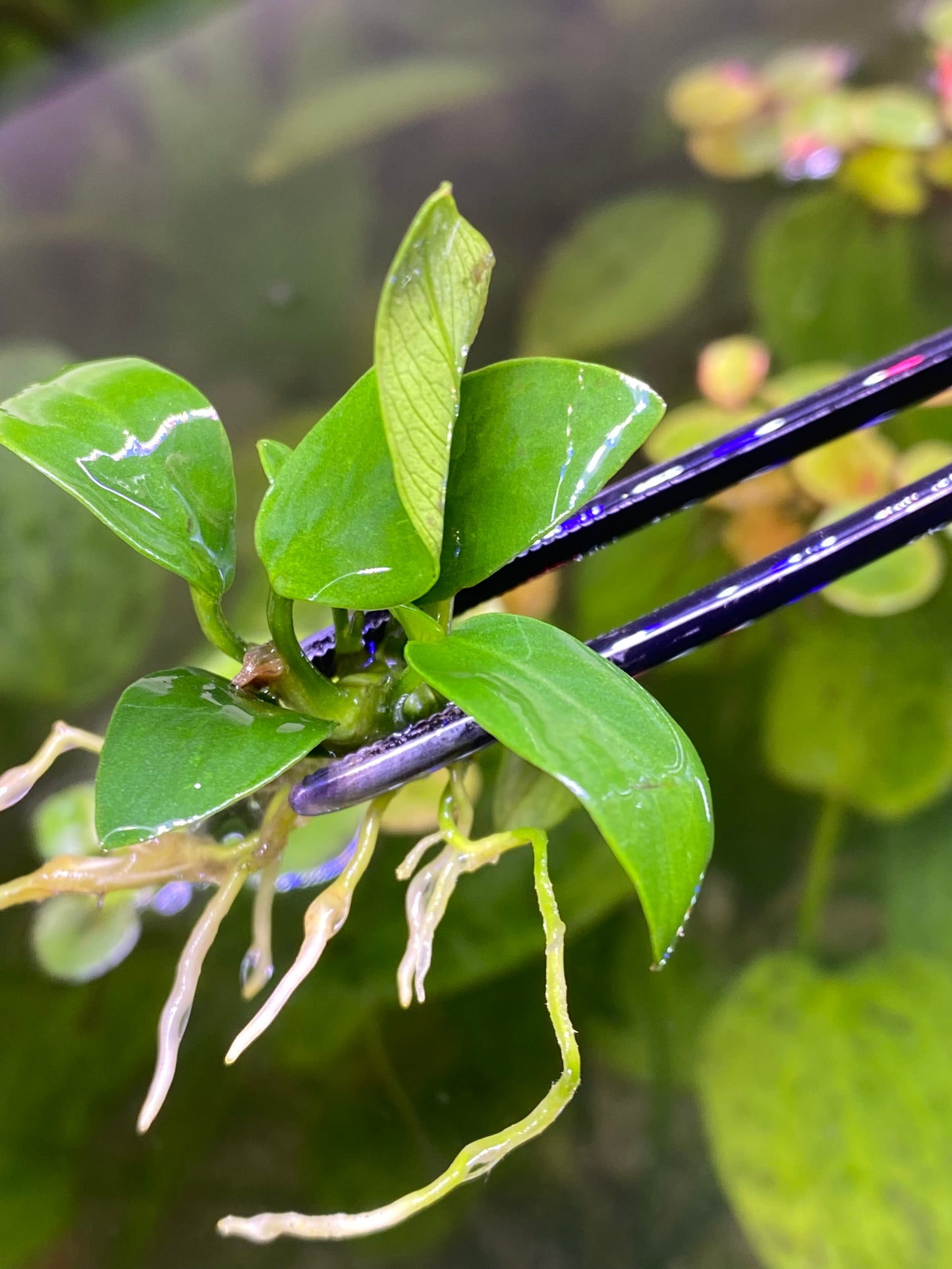 Anubias nana petite