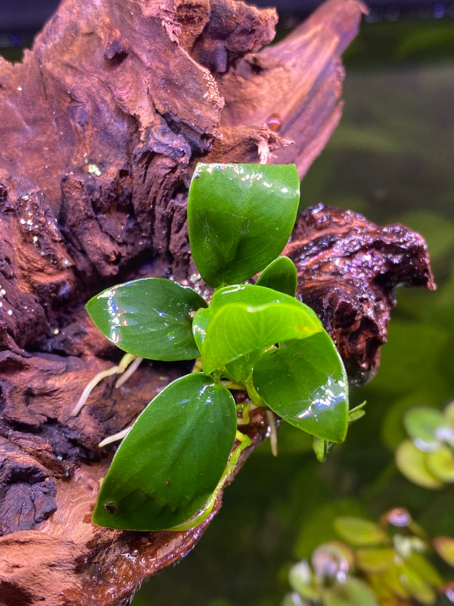 Anubias nana petite