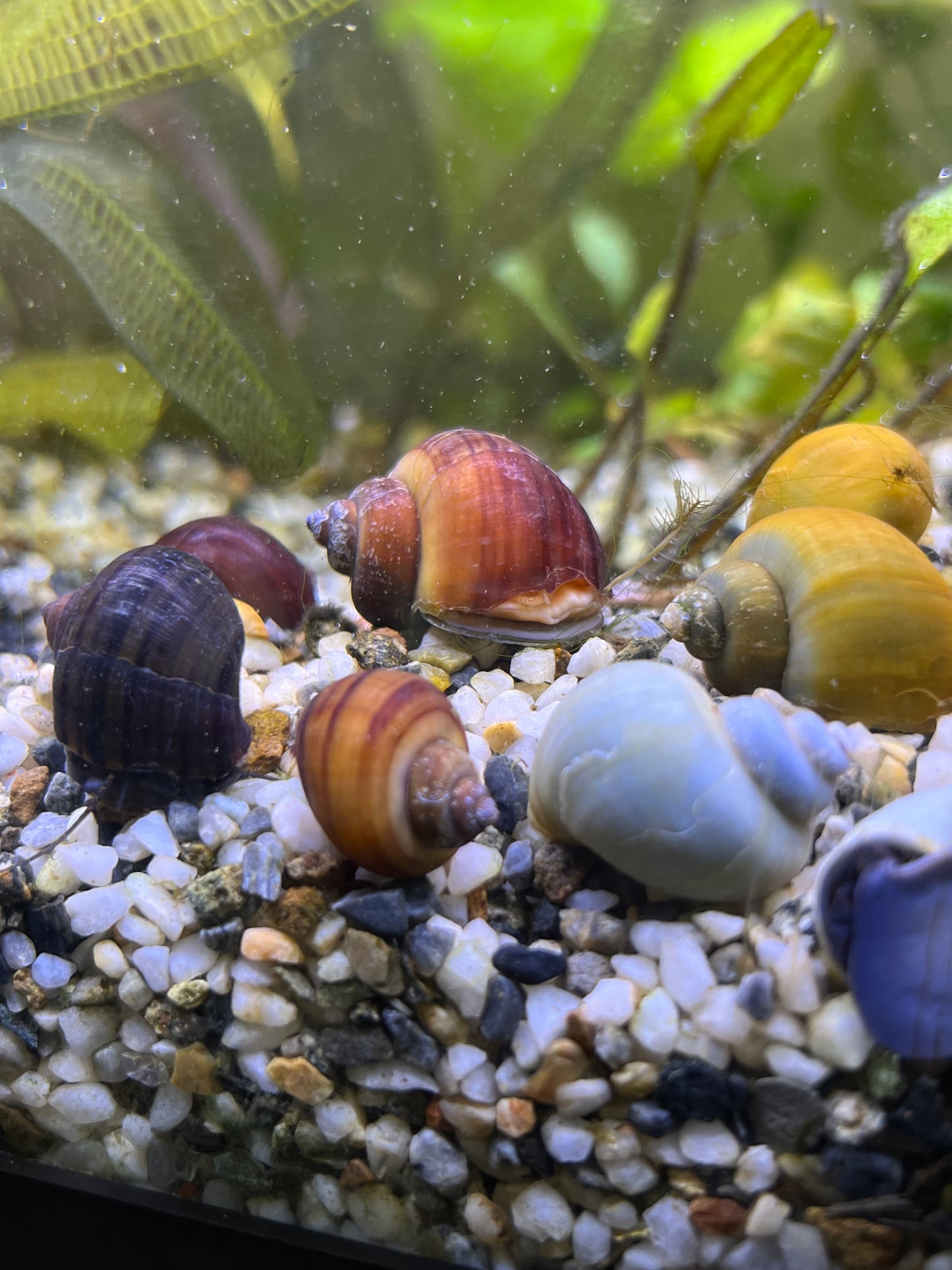 Assorted Mystery Snails!