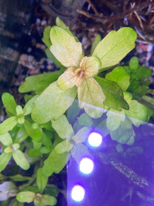 Mexican Oak Leaf