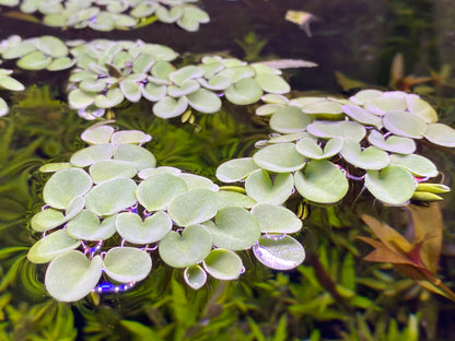 Salvinia Cucullata