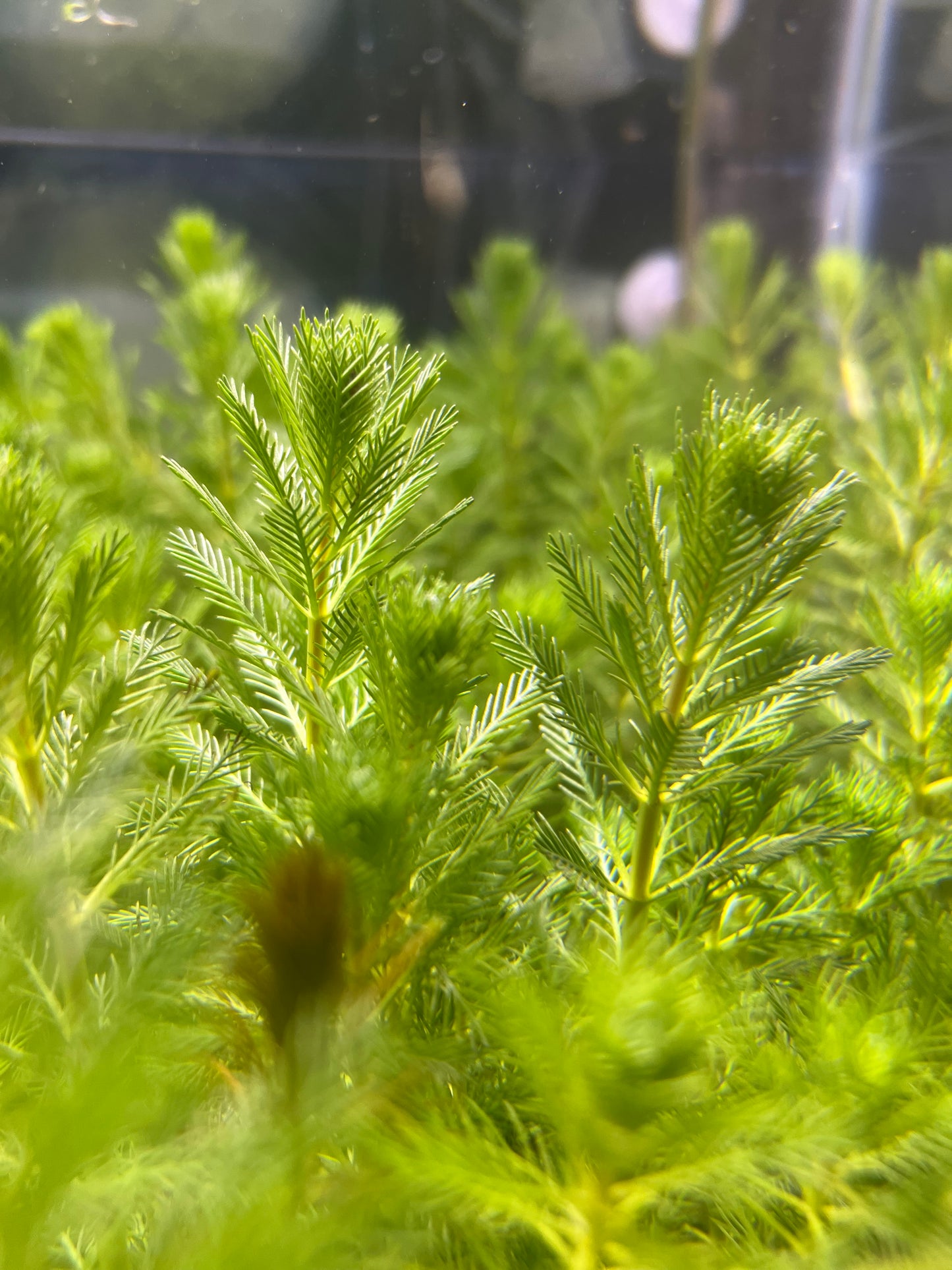 Parrot feather (Myriophyllum Aquaticum)