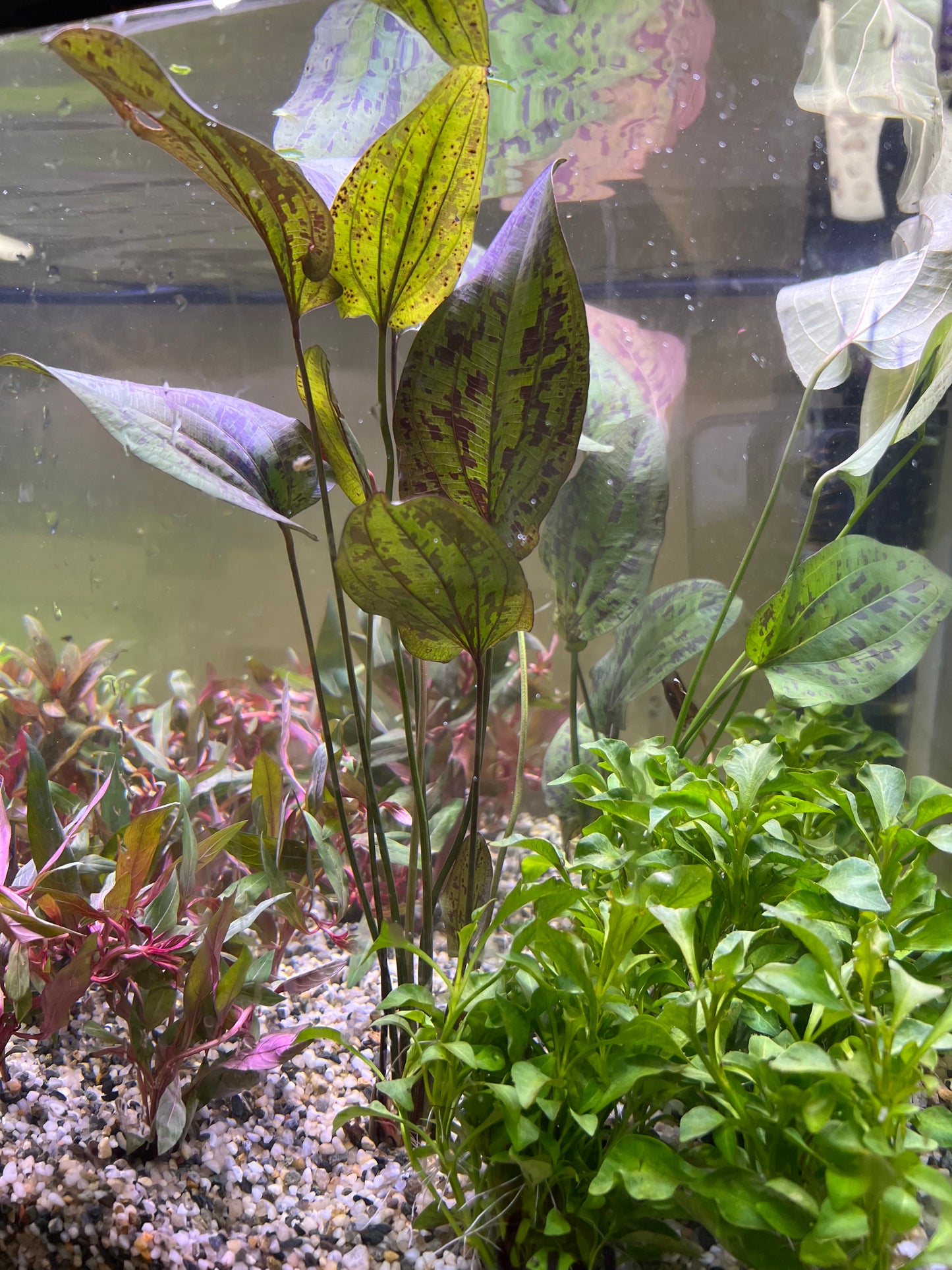 Echinodorus “Stardust”
